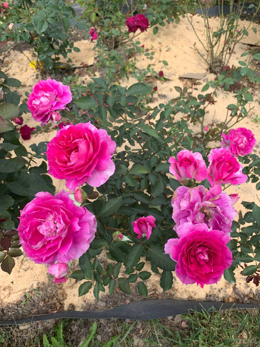  роза Шахерезада все фото Татьяны Фесак.