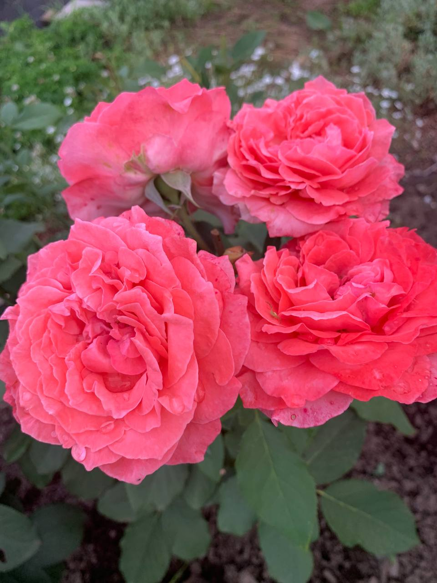 роза Корал Желе первое цветение