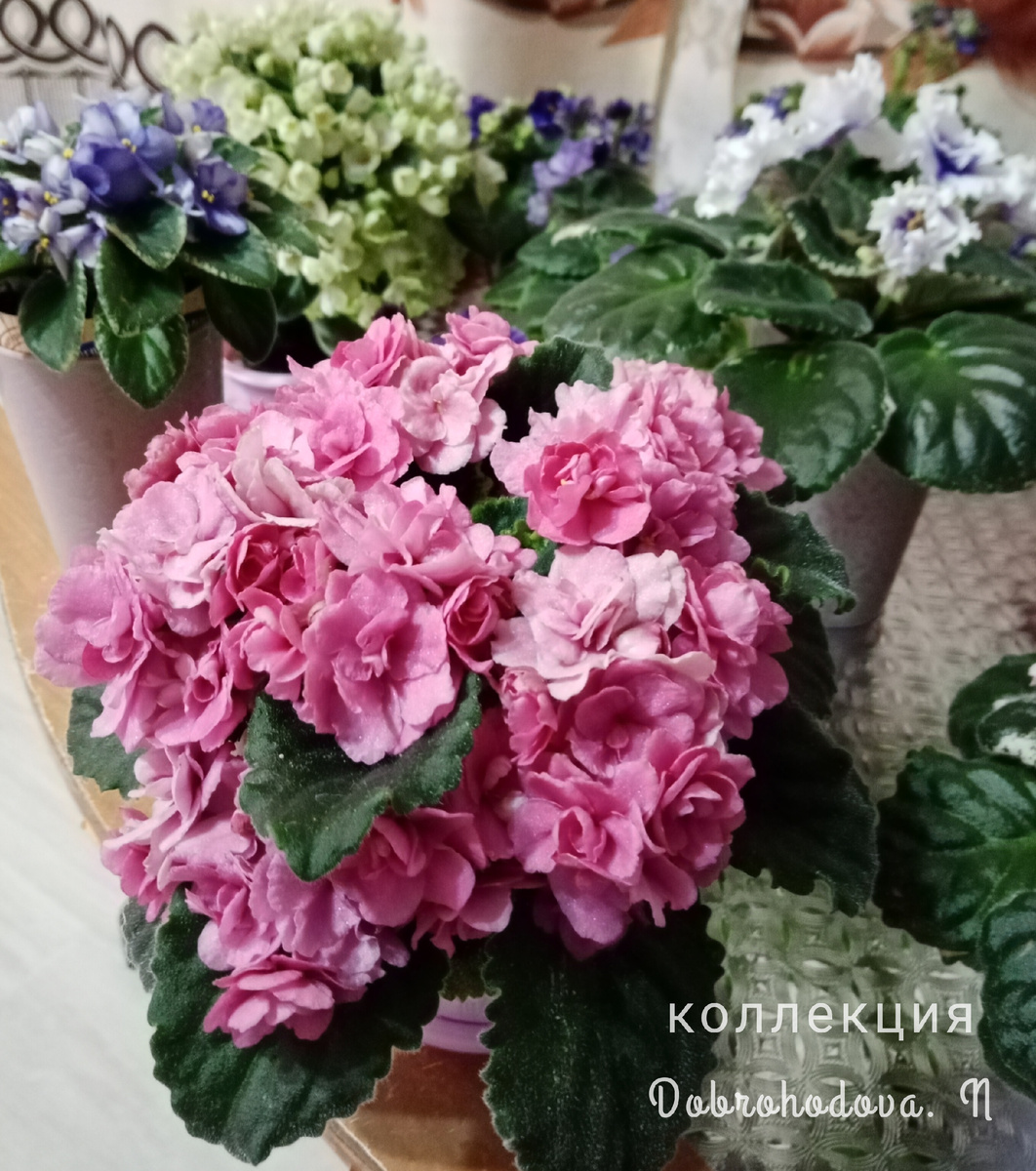 на переднем плане "Клубничный капкейк" /фото автора