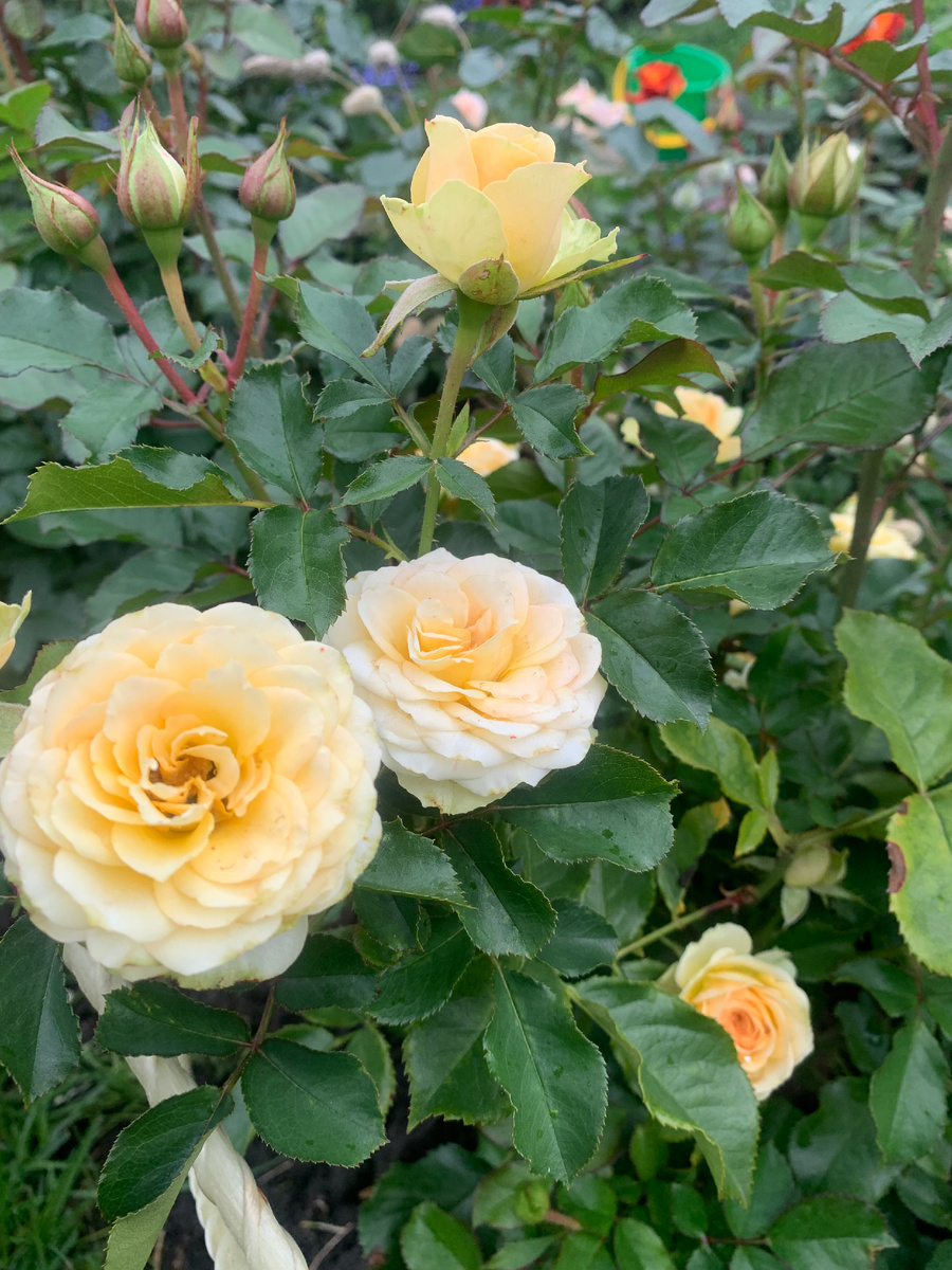 роза Болеро, все фото автора