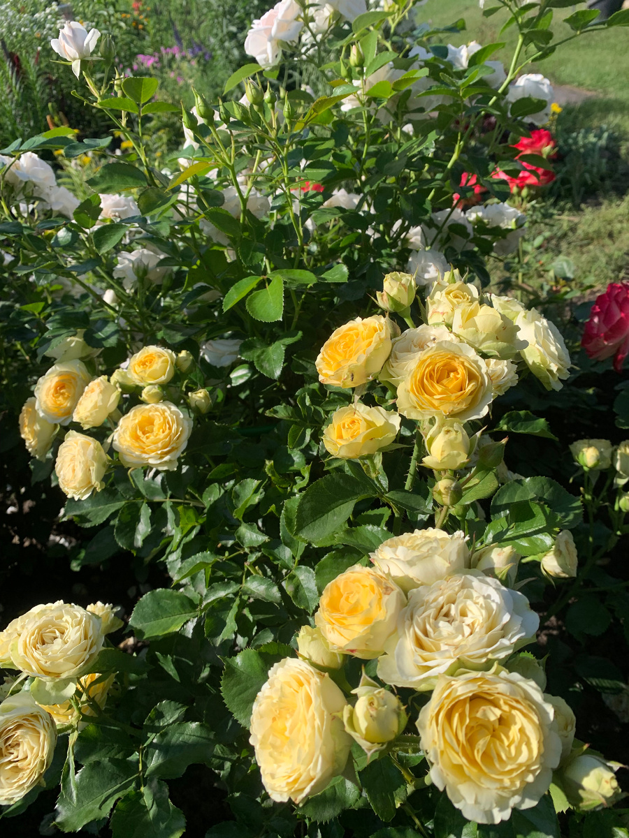 роза Болеро