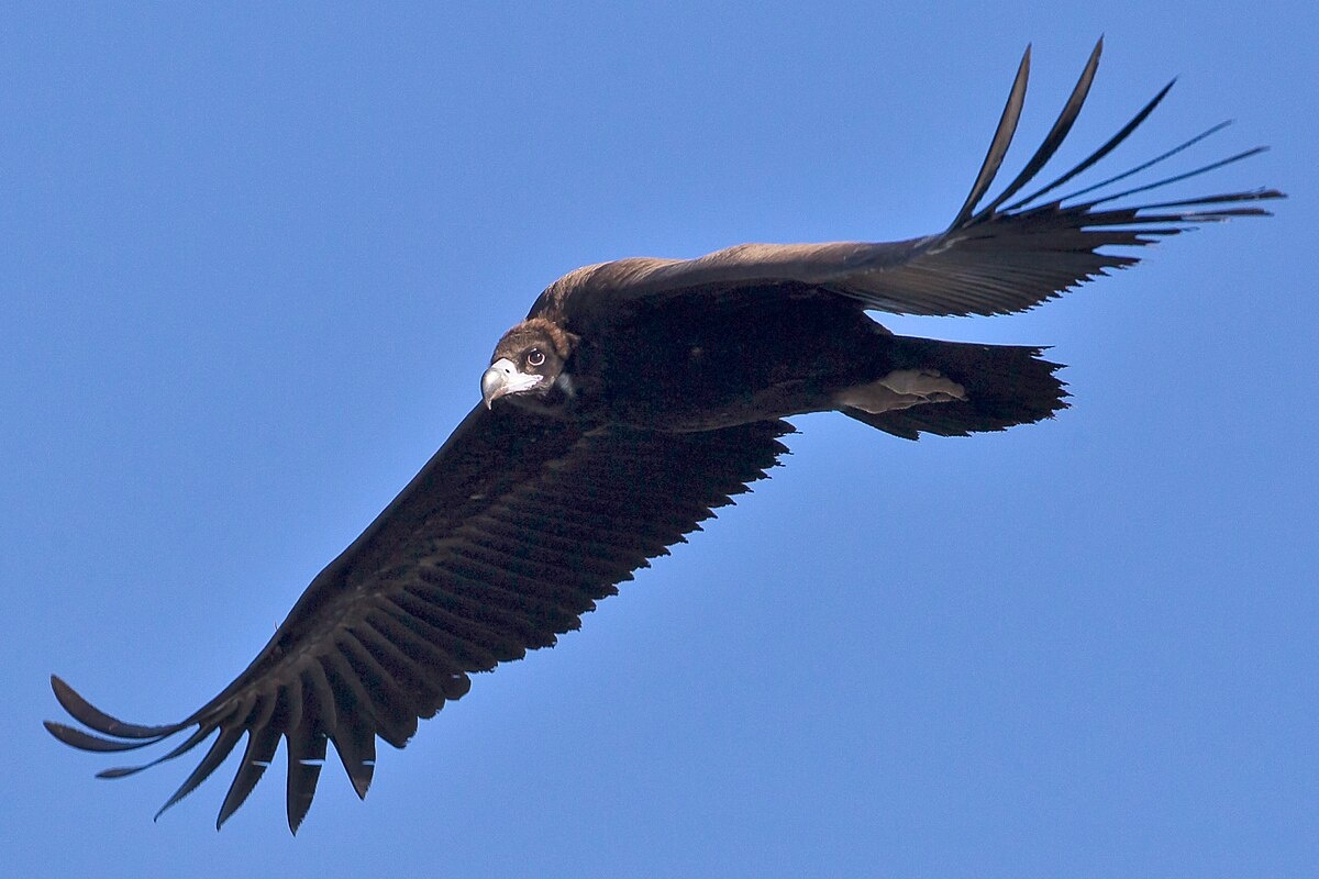 Черный гриф, фото с сайта: https://en.wikipedia.org/wiki/File:Black_Vulture_1.jpg