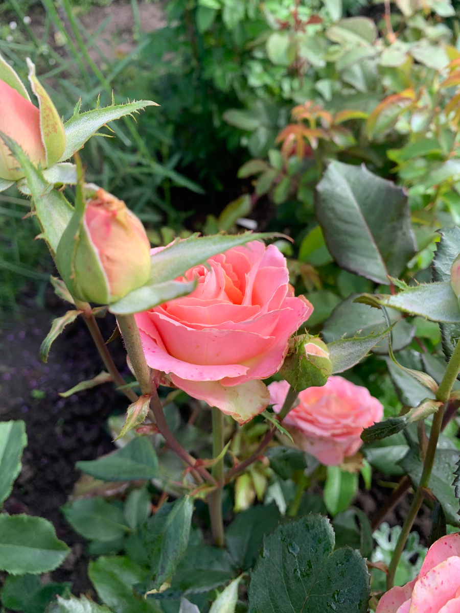 роза Эрмоза