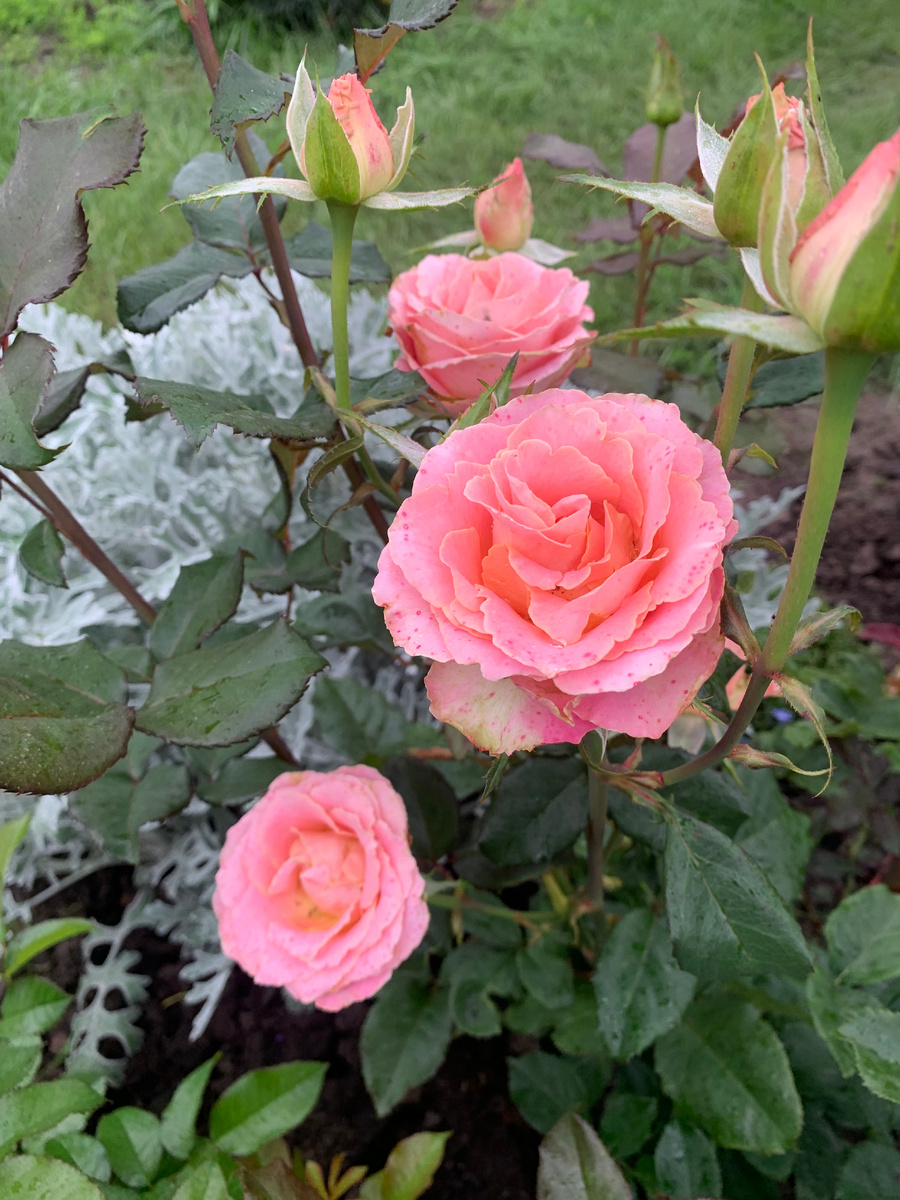 роза Эрмоза