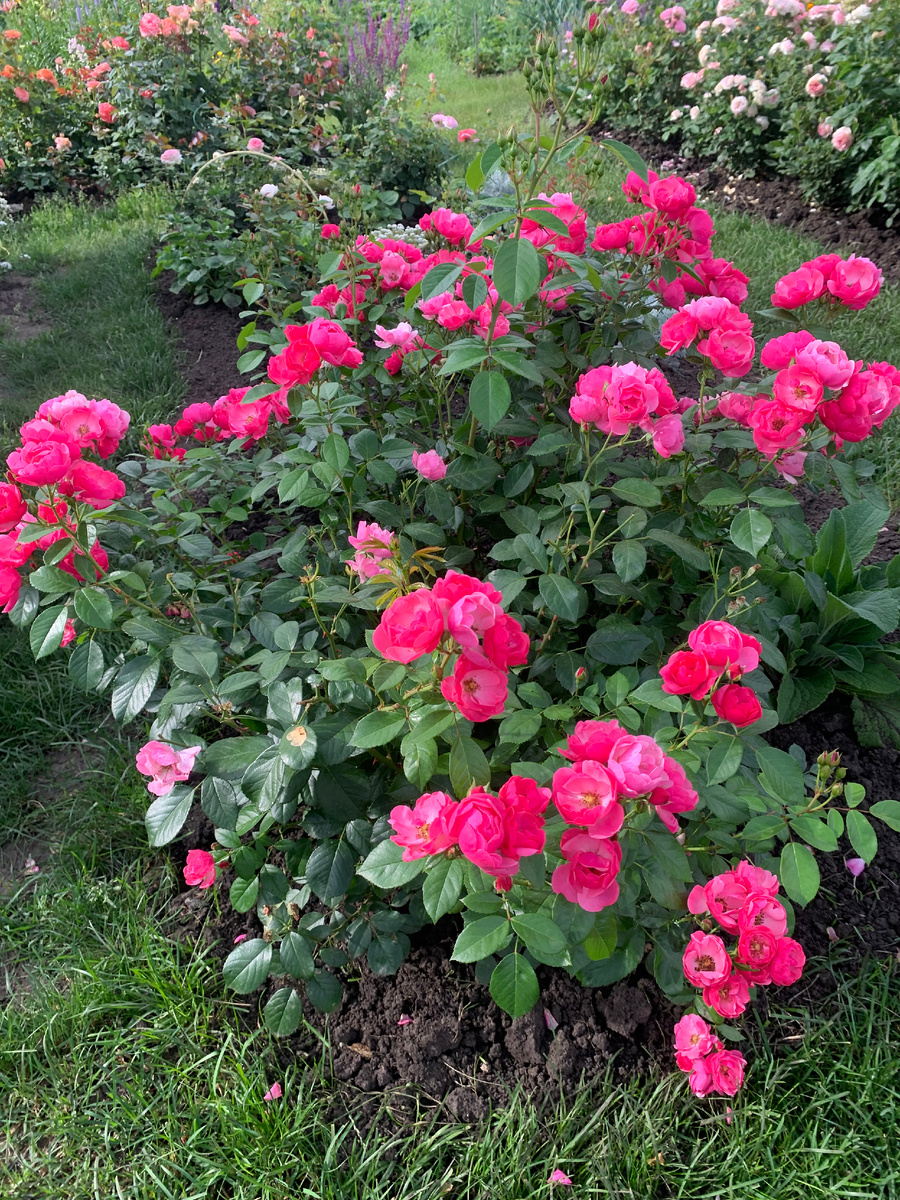 роза Ангела, все фото автора