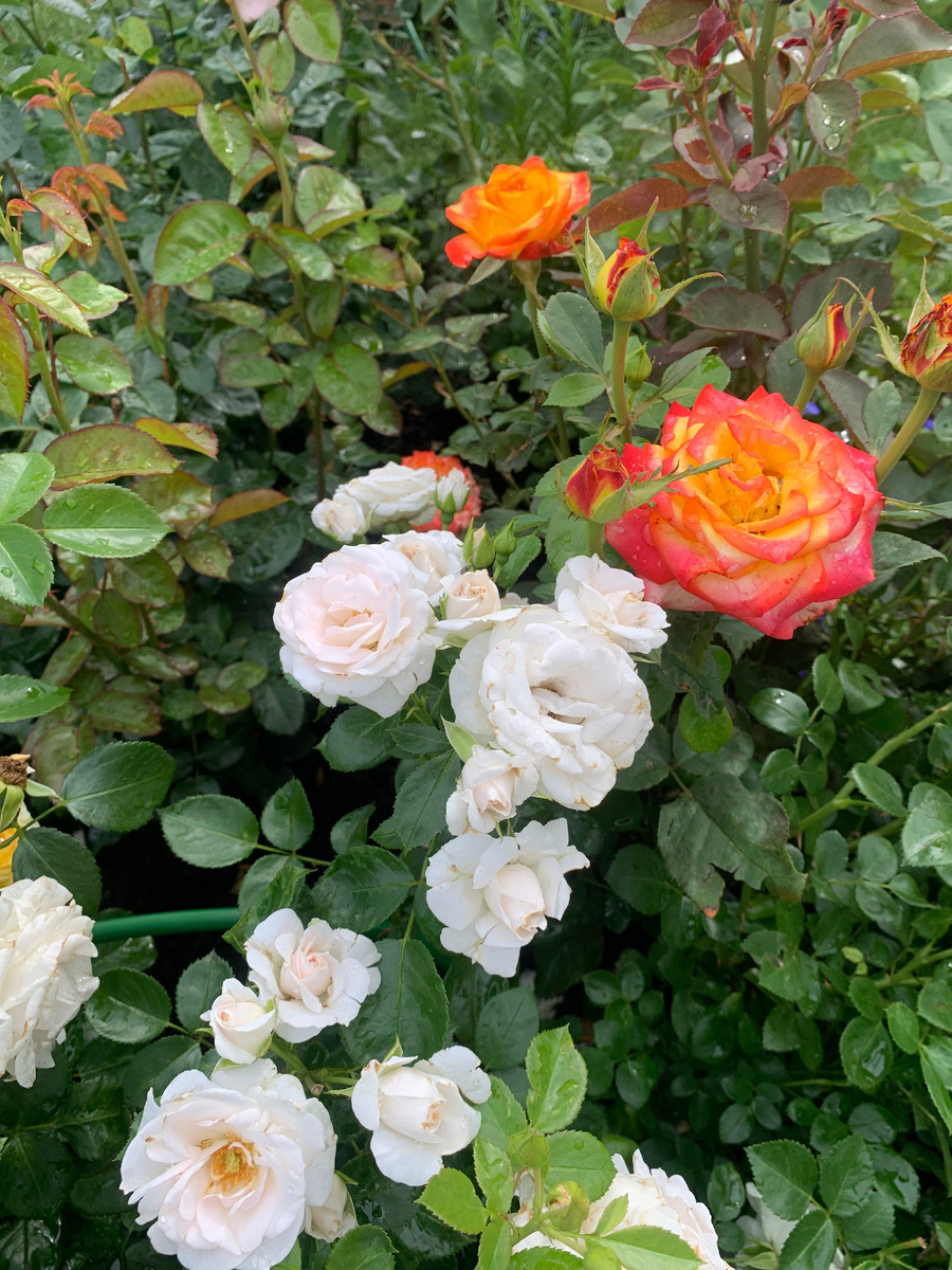 розы Аспирин и Хай Меджик. Все фото автора