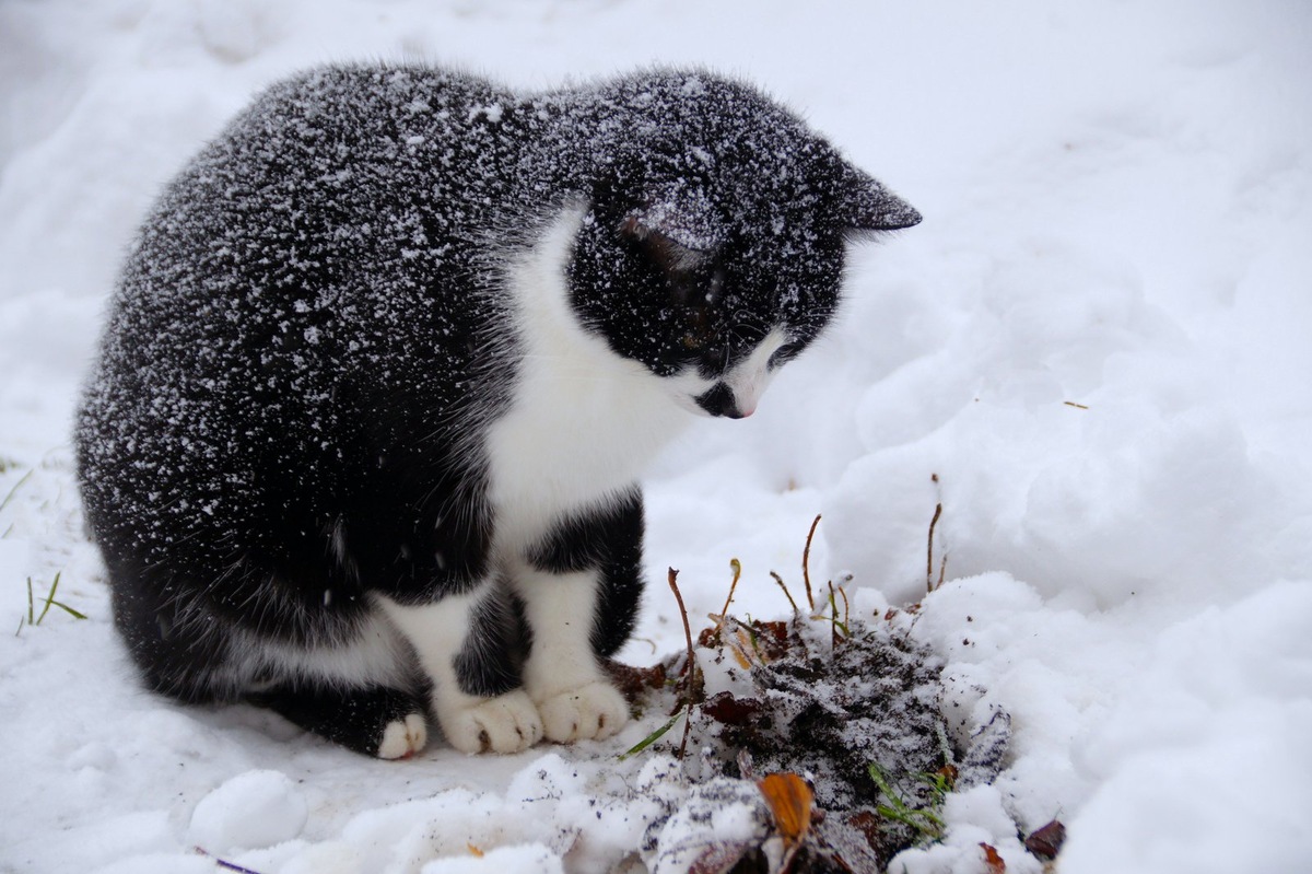    Маленький поступок может стать большим спасением