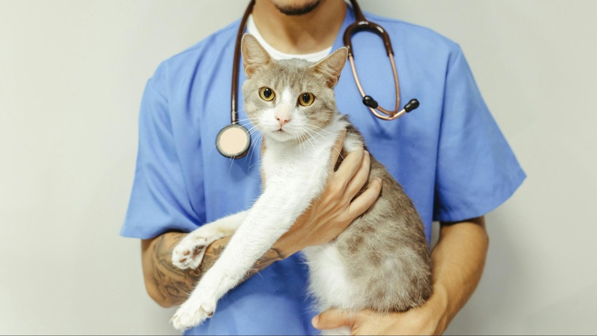    При обнаружении аносомии обязательно нужно показать кошку врачу