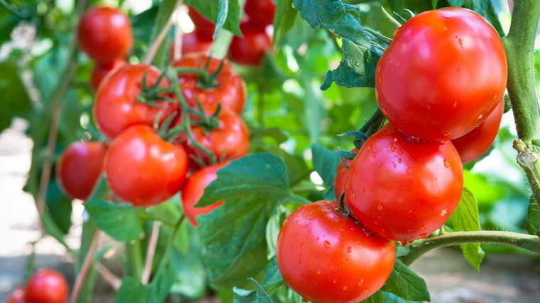 Низкорослые сорта на северной грядке, высокорослые — на южной