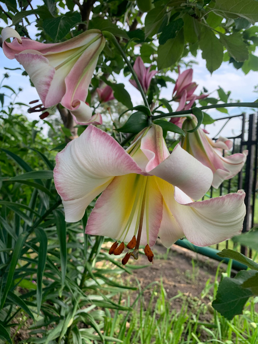 лилия Бейджик Мун, все фото автора.