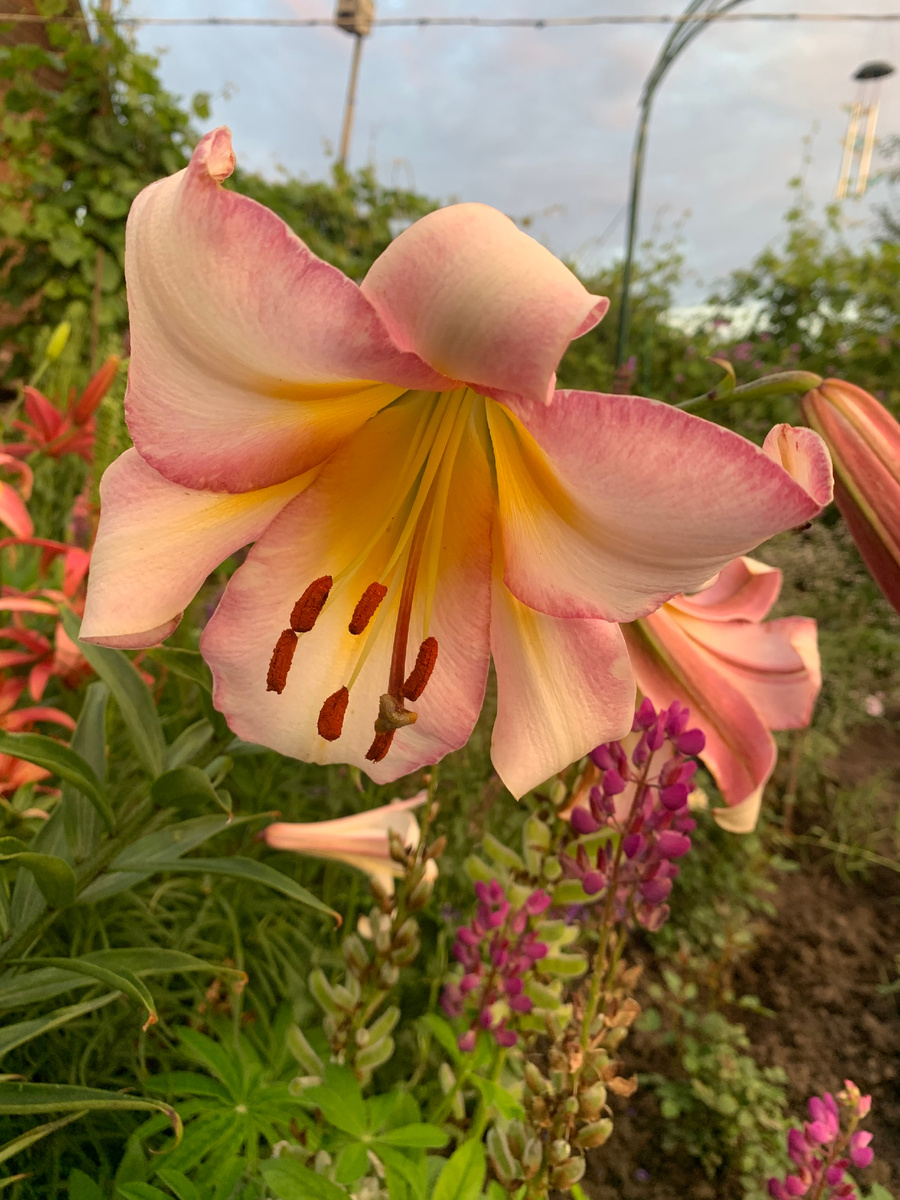 лилия Пинк Мун. 