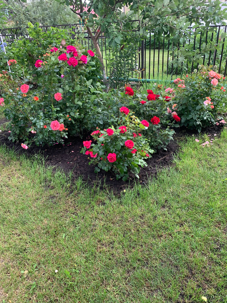  25.06.25.розарий Красный, все фото автора