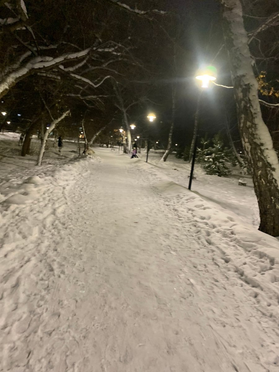 роща в 8 часов утра.