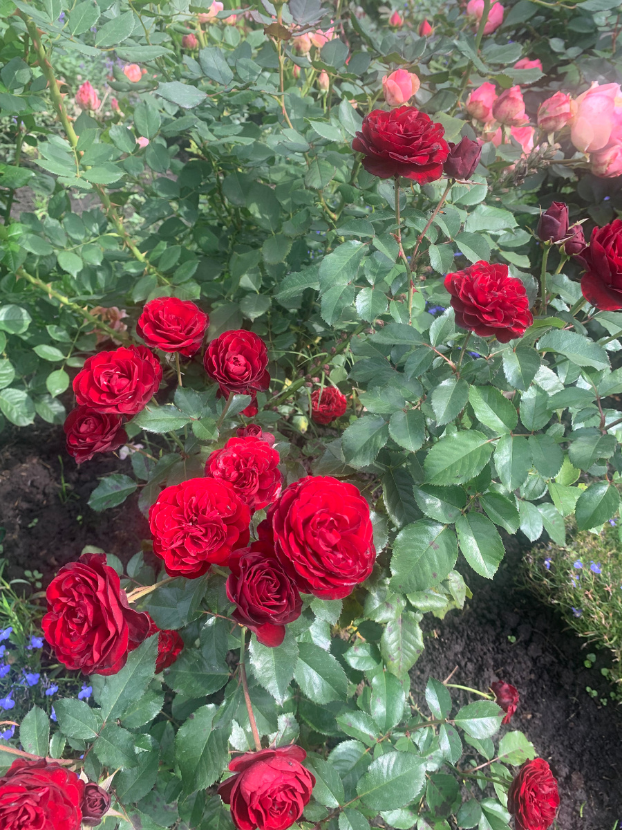 роза Лаваглут, все фото автора