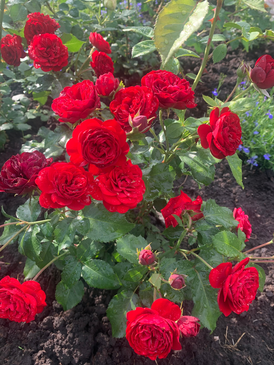 роза Лаваглут