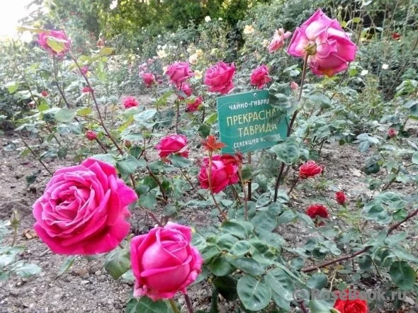 роза Таврида