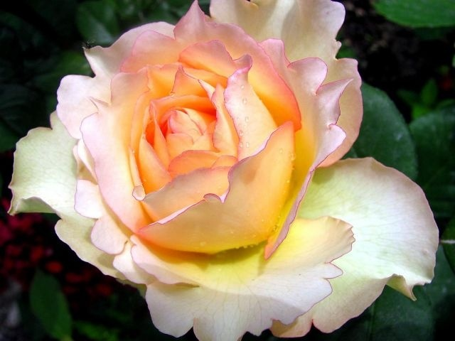 роза Джалита