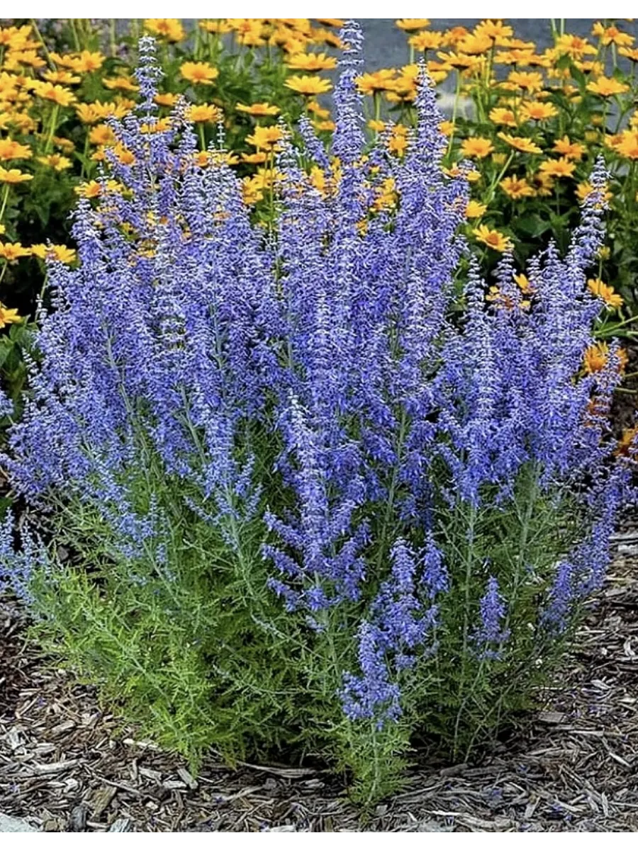 Перовския Блю Стилл, фото из свободного источника.