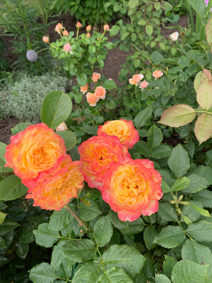 роза Гартеншпас, все фото автора