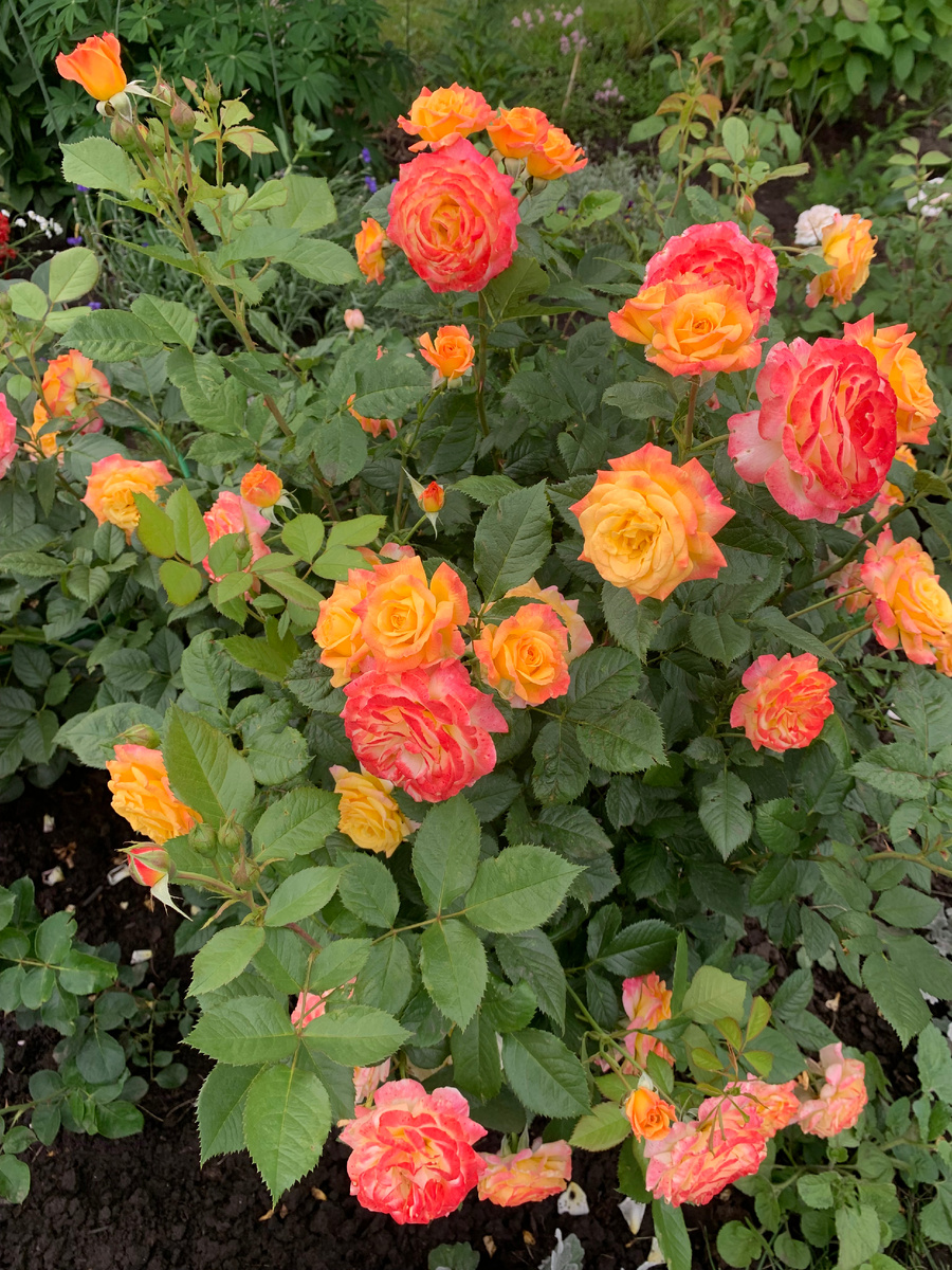 роза Гартеншпс, все фото автора