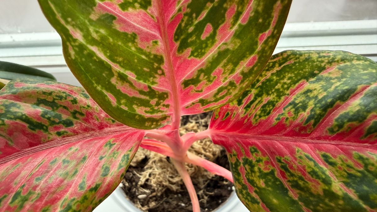 Аглаонема Амнат Чароен