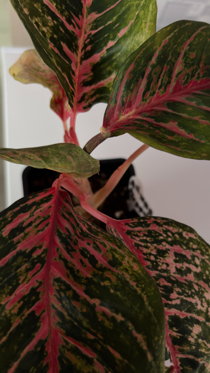 Аглаонема Амнат Чароен