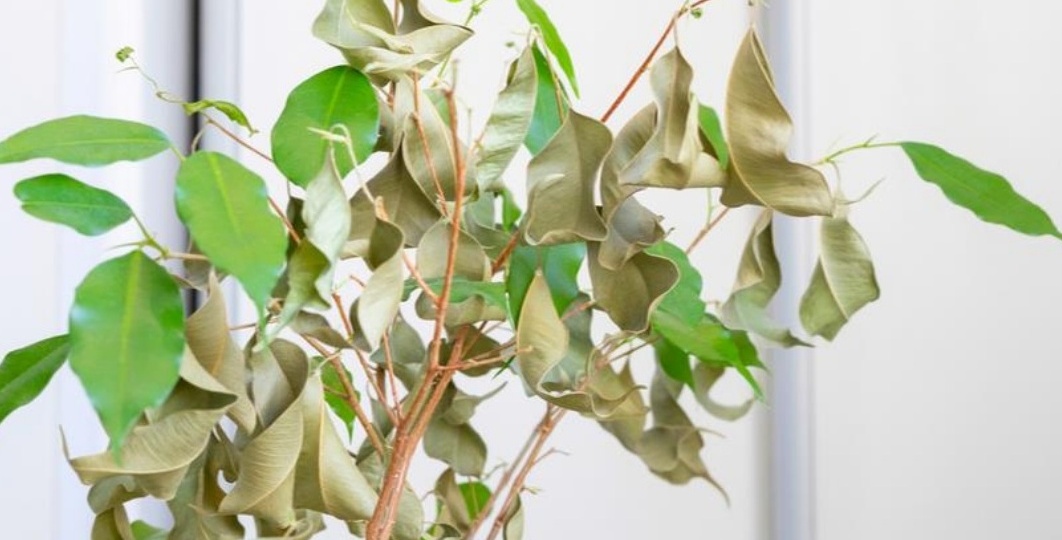 Подкармливаю комнатный фикус зимой удобрением. Крона густеет за 2 недели