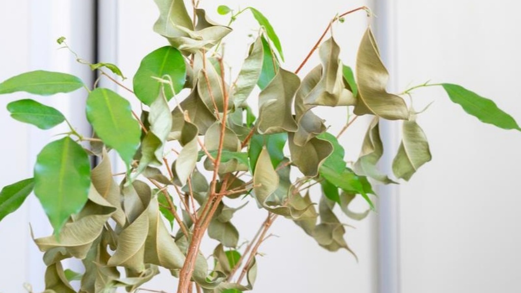 Так выглядел мой фикус каждую зиму до открытия зимней подкормки