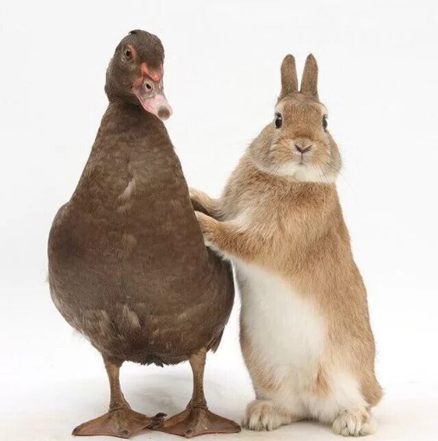 Почти таких, но уже готовых к употреблению 🤫