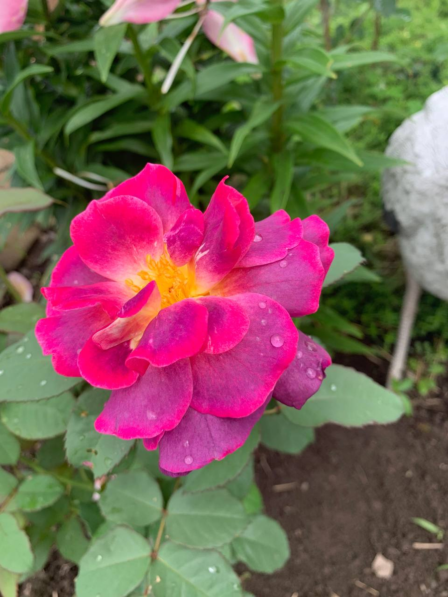 Дьяблес де Мэр, фото Татьяны