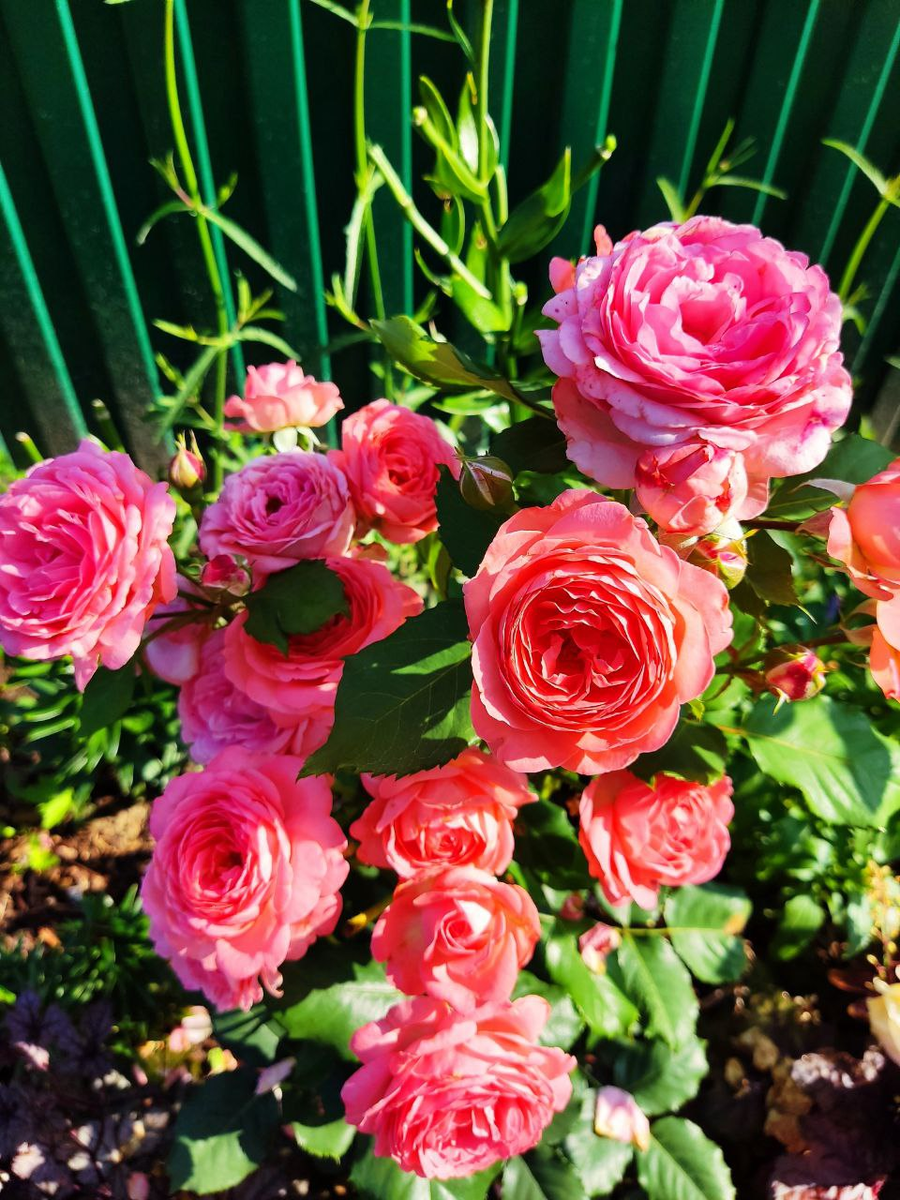 роза Амелия Ренессанс, фото Натальи