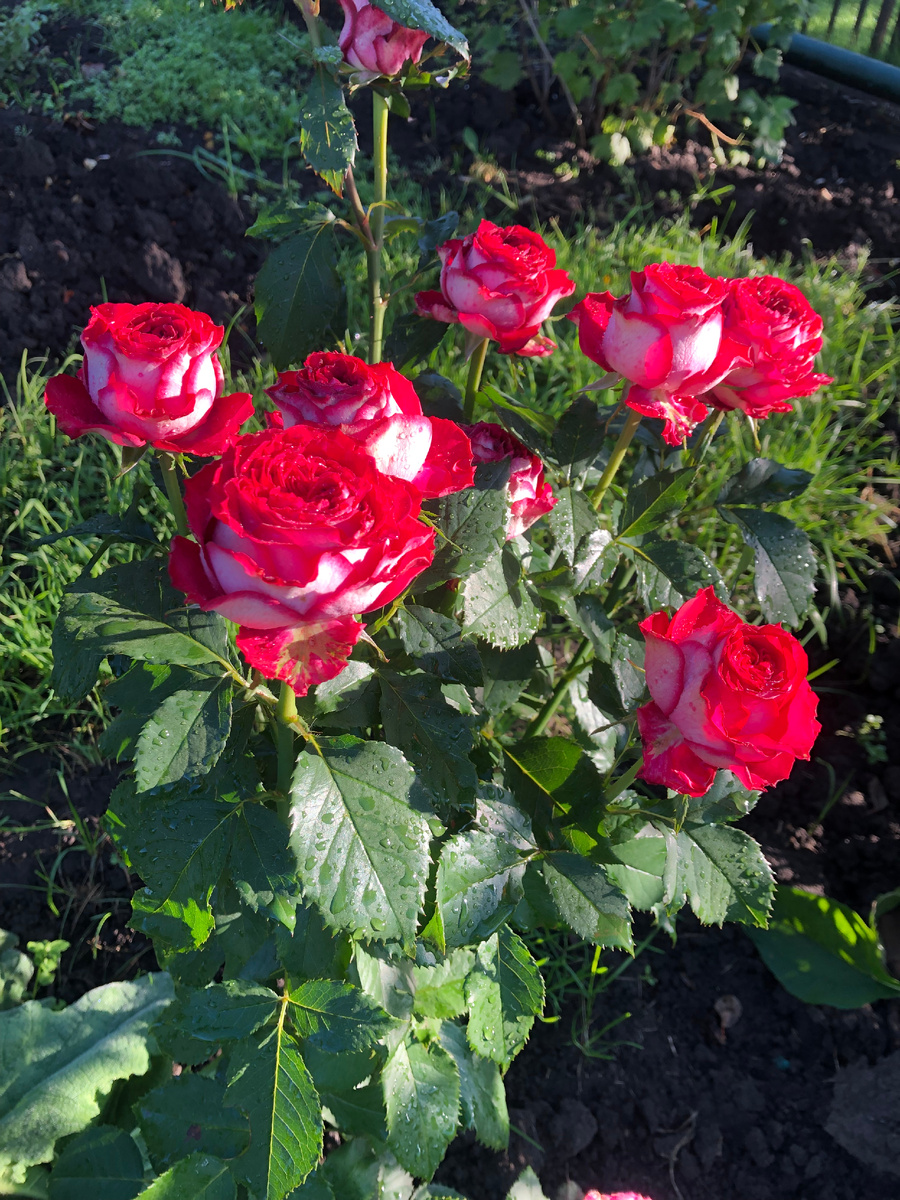 роза Эсмеральда, все фото автора