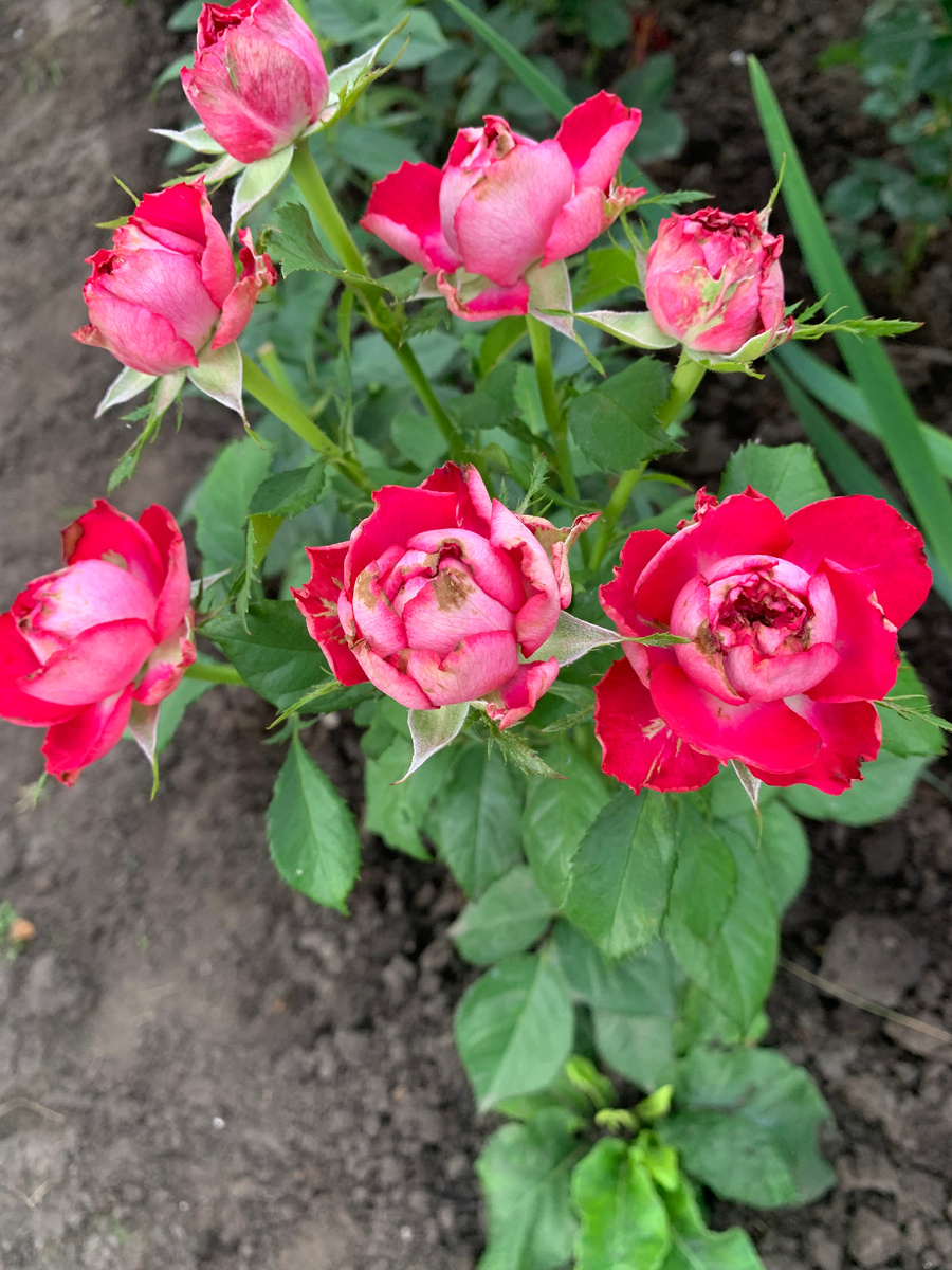 роза Эсмеральда (Esmeralda) 