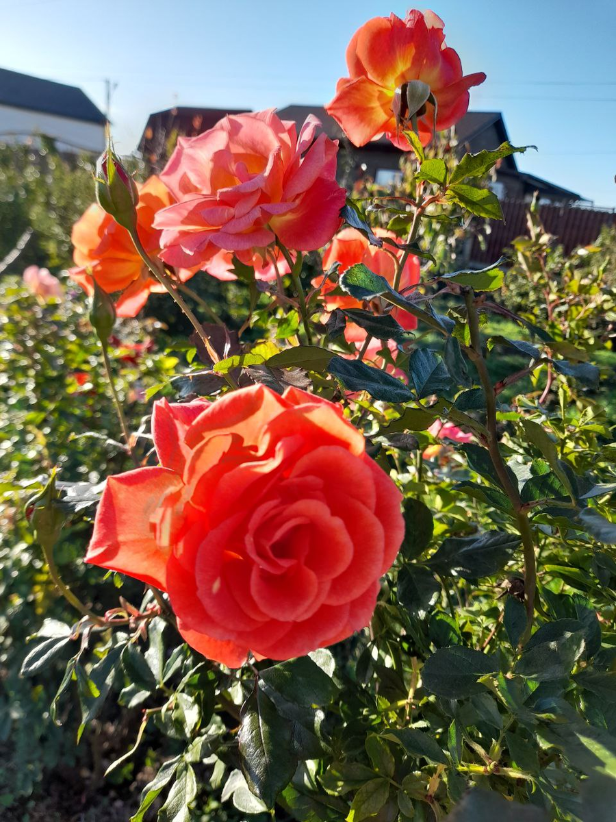 роза Tuguese Forever., фото Марии 