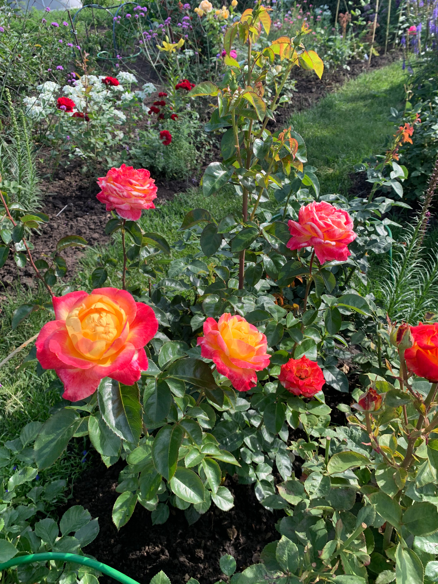  чайно- гибридная роза Пульман Ориент Экспресс, все фото автора.