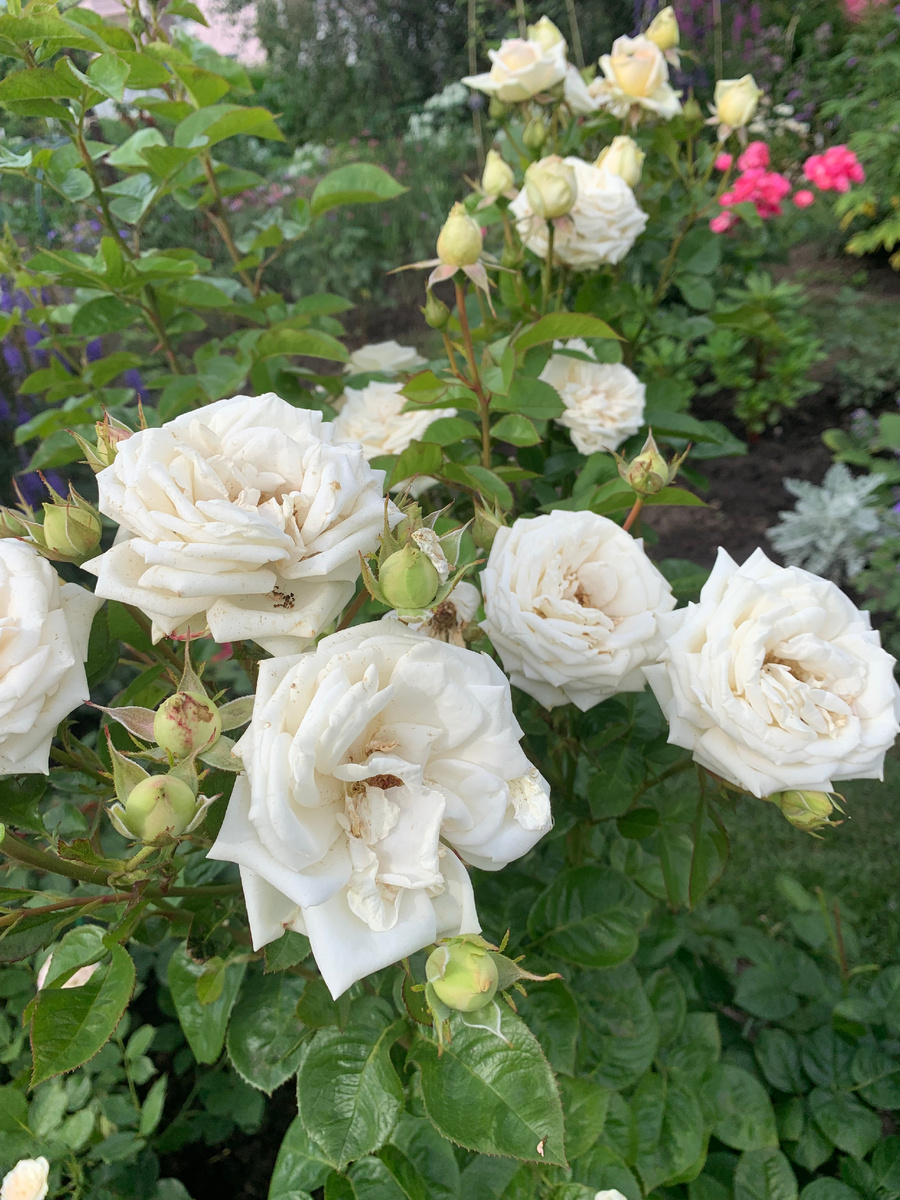 чайно-гибридная роза Мадам Анизет.