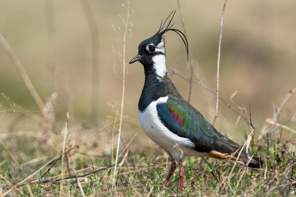 Фото с сайта: https://www.granmax.ru/chibis-ptitsa-foto-gde