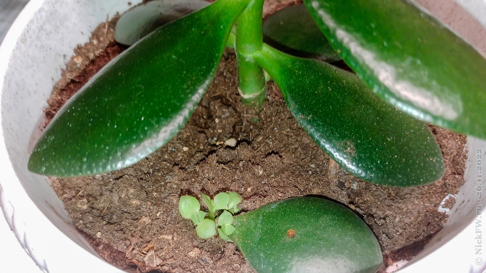 Толстянка... © NickFW.ru — 26.11.2022г.