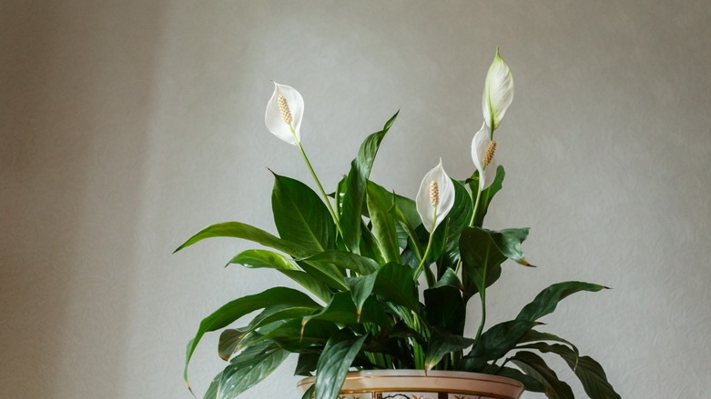 Мой комнатный спатифиллум после правильной системы питания 