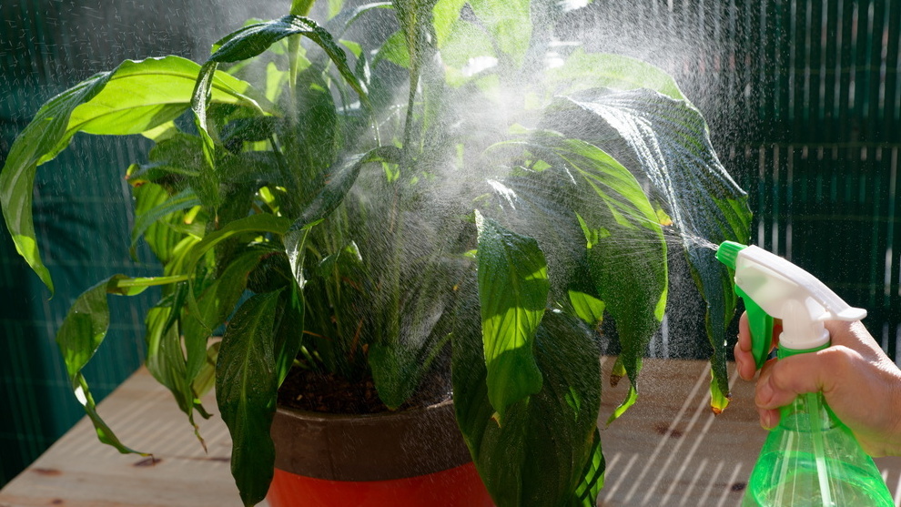 Так выглядел мой спатифиллум после двух лет неправильных подкормок — много листьев, ноль цветов