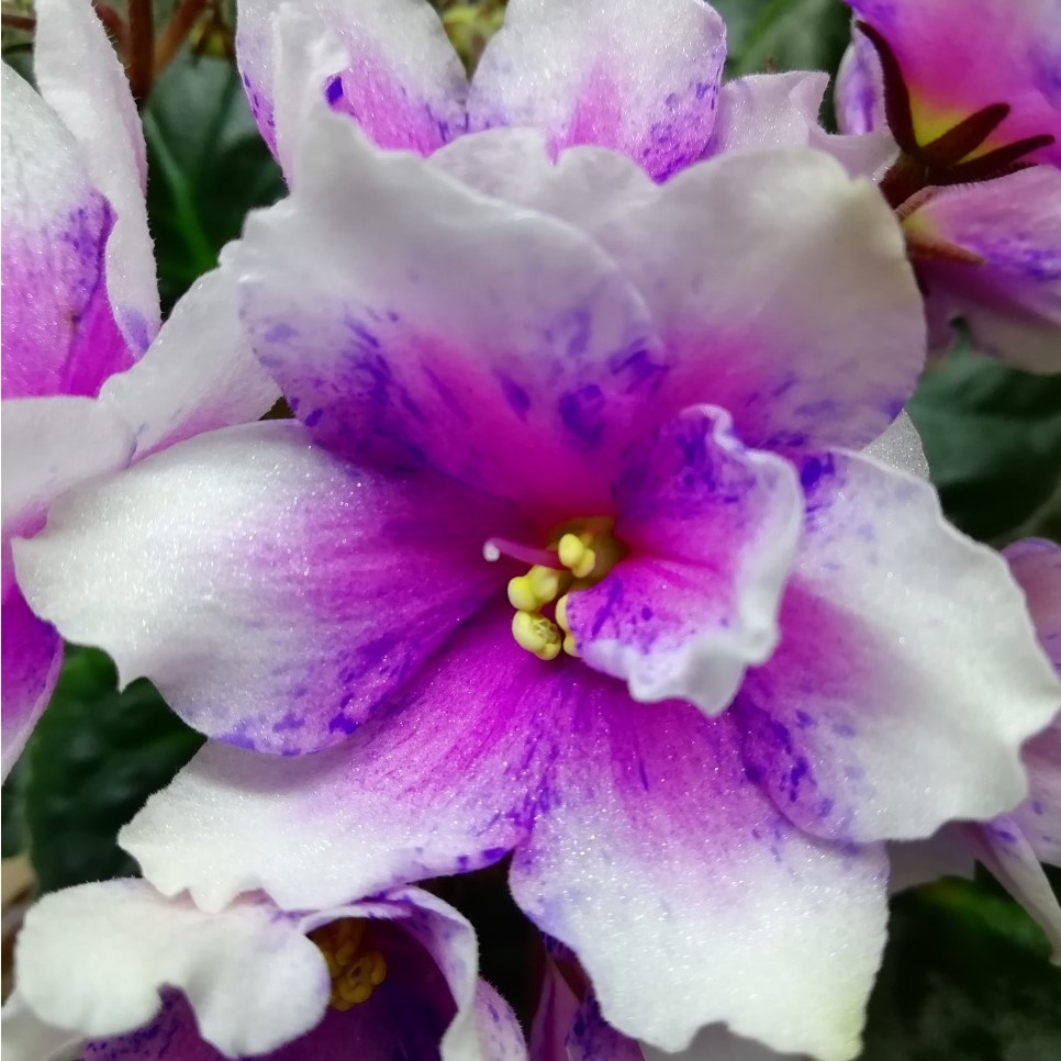 Dn-Музыка Сна