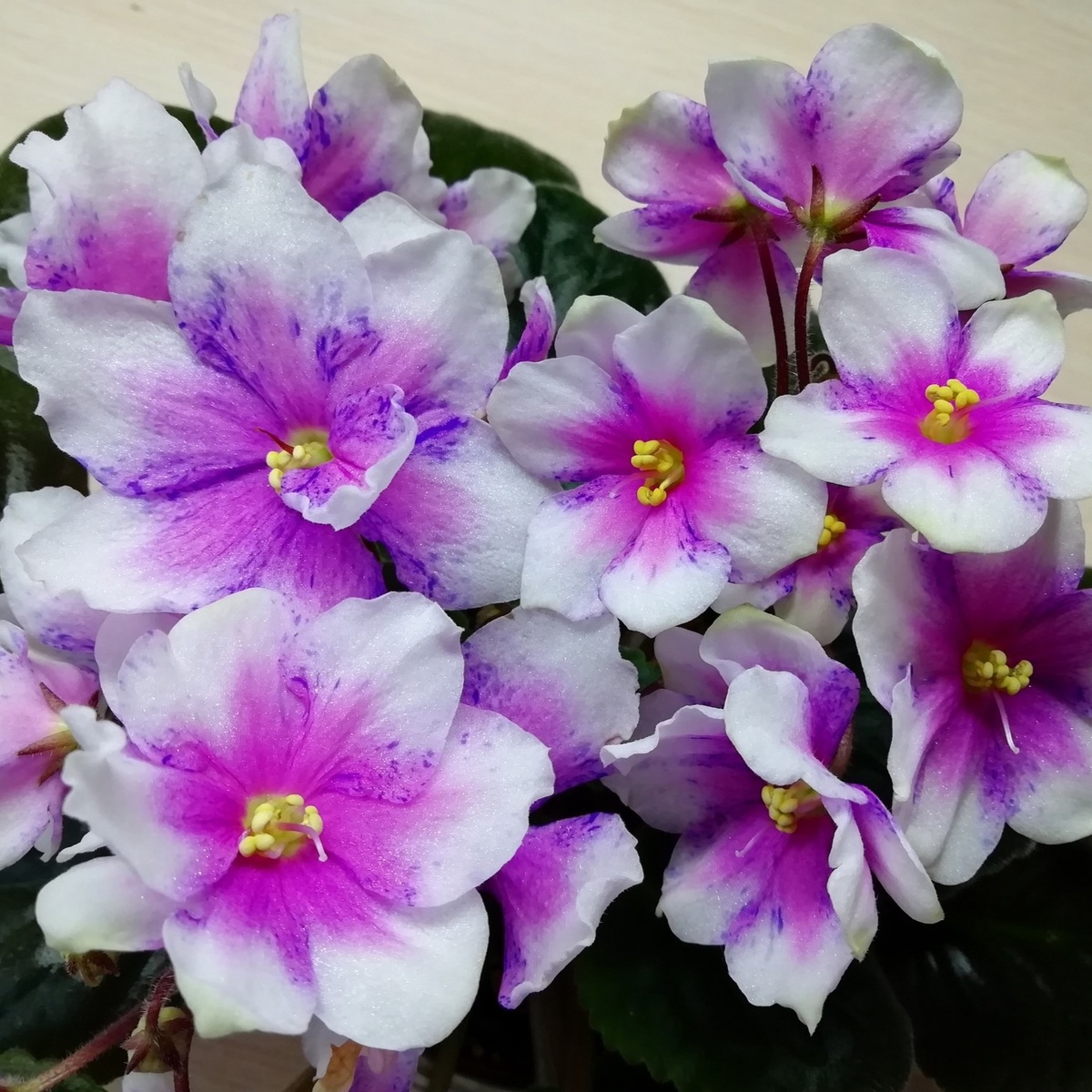 Dn-Музыка Сна