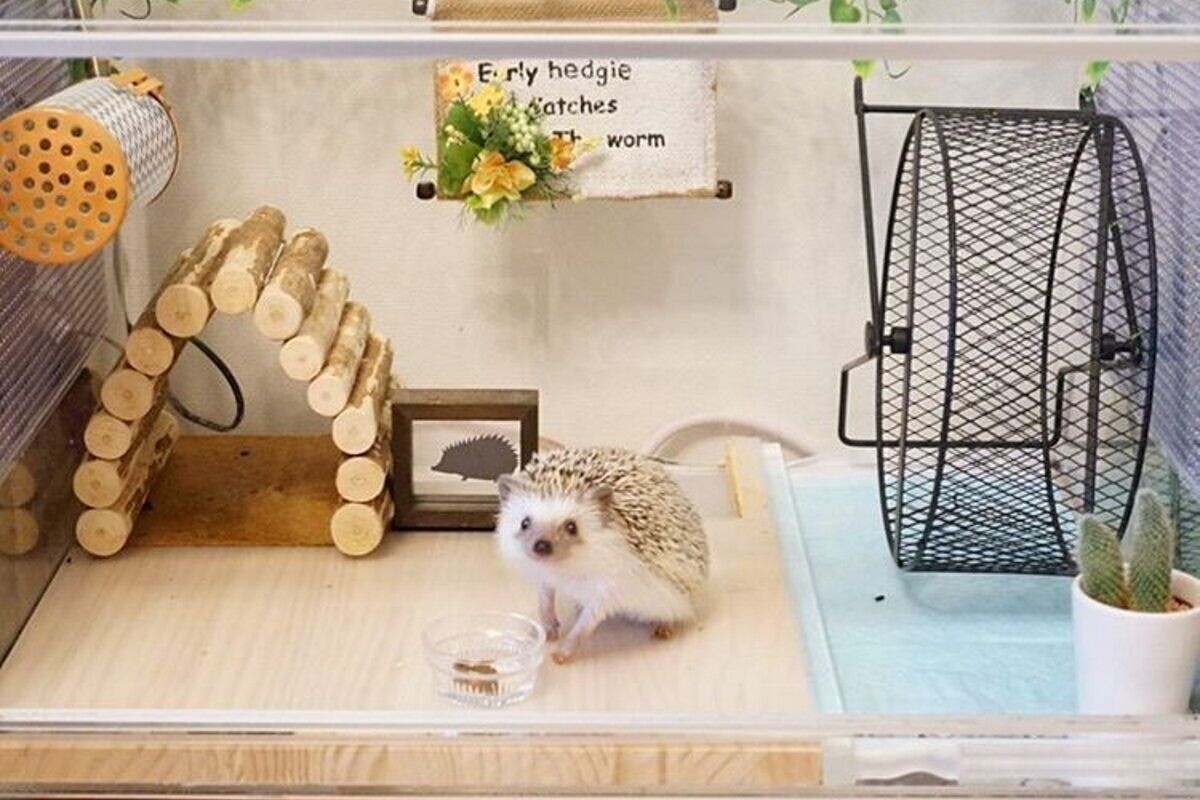 Фото с сайта: https://demascotas.info/razas/animales-exoticos/erizo/