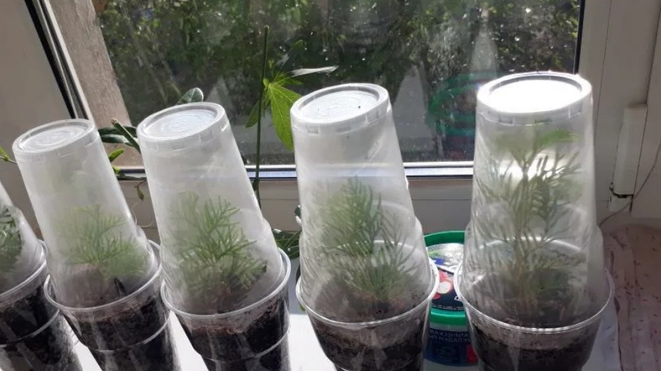 Отрываю веточки туи в апреле с пяточкой. Через 8 месяцев высаживаю готовые кусты