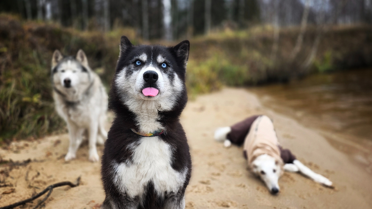 И главная звезда по центру...