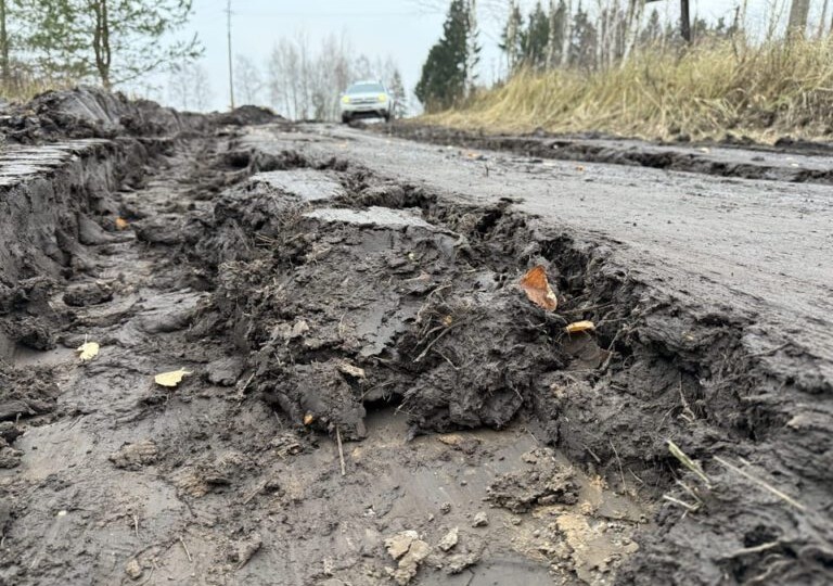 Кукуруза – их всё: брянцы обвинили агрохолдинг в уничтожении дороги к Рынскому