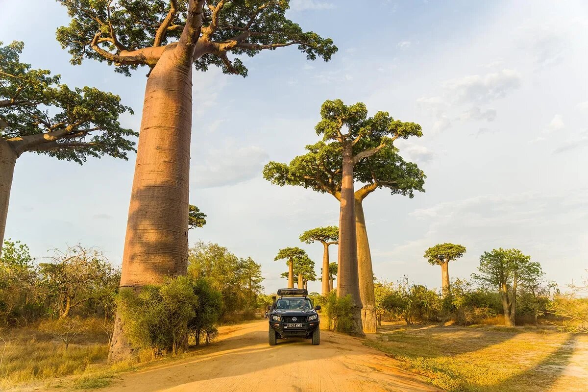    Мадагаскар. Фото: Fodor's