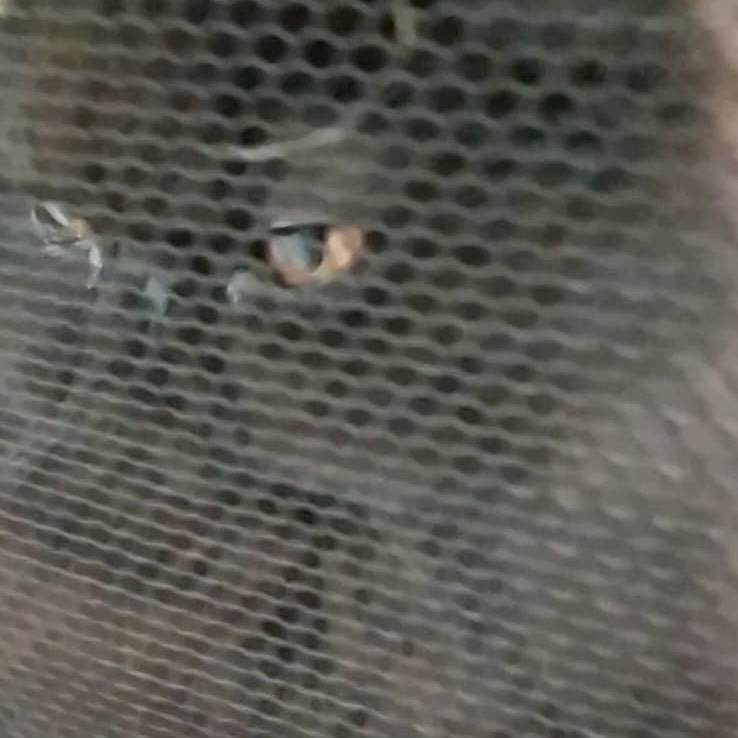 Чёрный квадрат. Пушистый