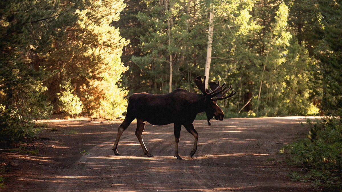    Дети выбрали имена для четырех молодых обитателей «Лосиного Острова»