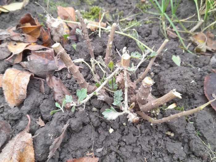 Хризантемы вымерзают? Я нашла способ сохранить их. Выпадов нет